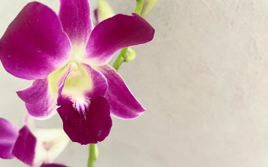 紫色のデンファレ 花言葉:愛と美、喜び 紫色のデンファレ 花言葉:愛と美、喜びの写真