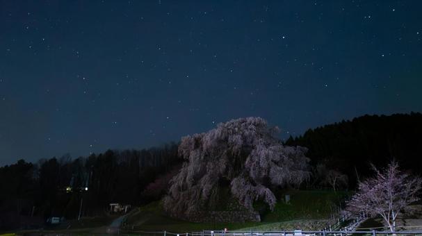 春風に揺れる桜の小径 春風に揺れる桜の小径の写真
