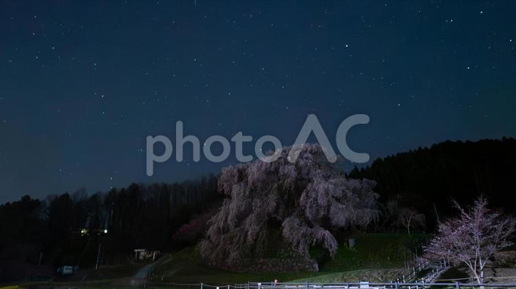 春風に揺れる桜の小径 桜,大木,星空の写真素材
