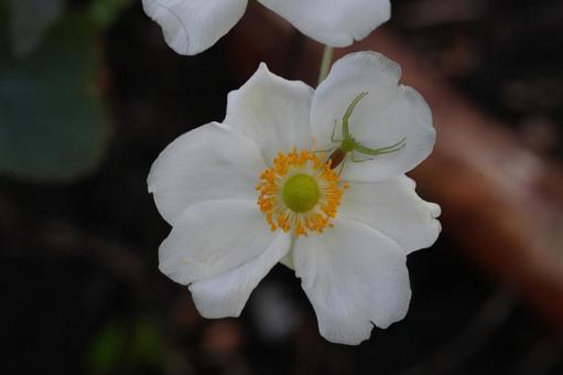 シュウメイギク（秋明菊） シュウメイギク,秋明菊,秋の花の写真素材