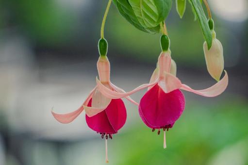 吊り下がるフクシアの花 吊り下がるフクシアの花 フクシア,花,植物の写真素材