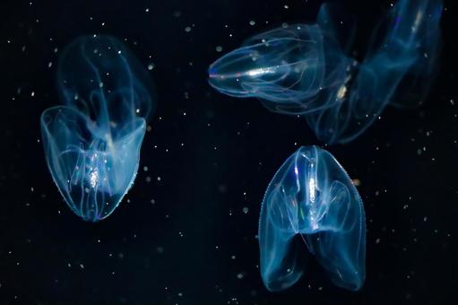 カブトクラゲ カブトクラゲ クラゲ,カブトクラゲ,泳ぐの写真素材