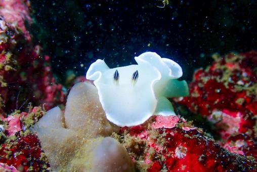 三浦 ジボガウミウシ 三浦 ジボガウミウシ スキューバーダイビング,ダイビング,ジボガウミウシの写真素材