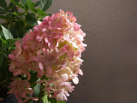 ピラミット紫陽花ライムライト ピラミット紫陽花ライムライト ノリウツギ,ライムライト,アナベルの写真素材