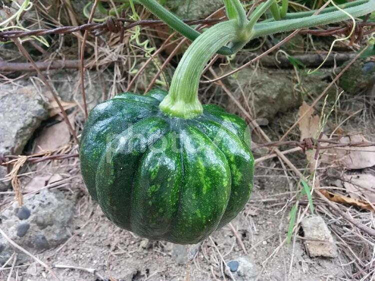 実　カボチャ　かぼちゃ　南瓜　ナンキン　広い心　広大 夏,実,カボチャの写真素材