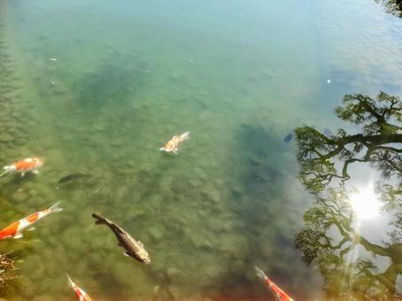 池の鯉と松 池の鯉と松の写真