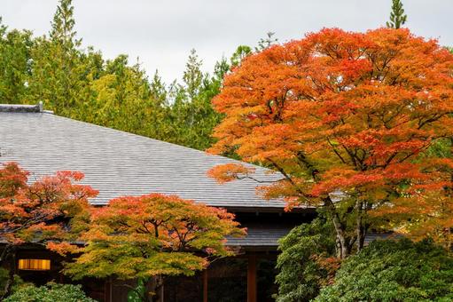 定義の秋⑸ 秋,紅葉,定義如来の写真素材