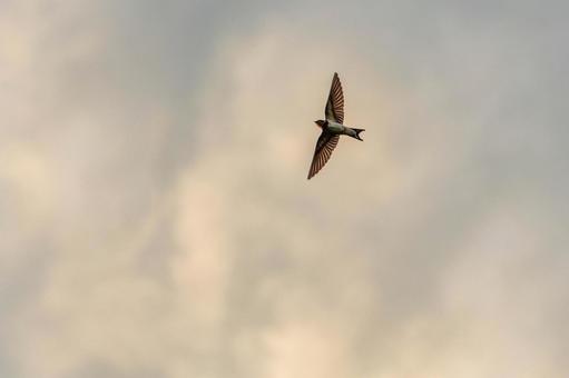 Photo, bird, sky, fly, 