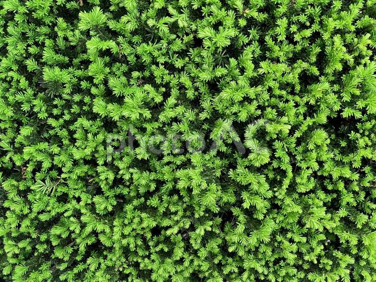 一面の新緑-背景素材 新緑,芽,新芽の写真素材