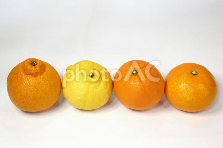 柑橘4種類 果物,ミカン,フルーツの写真素材
