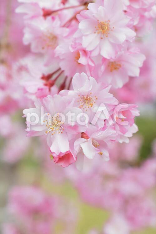 しだれ桜のクローズアップ、、シダレザクラ  、庭の枝垂れ桜 さくら,サクラ,枝垂れ桜の写真素材