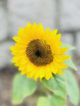 ひまわり 花 ひまわり 花の写真