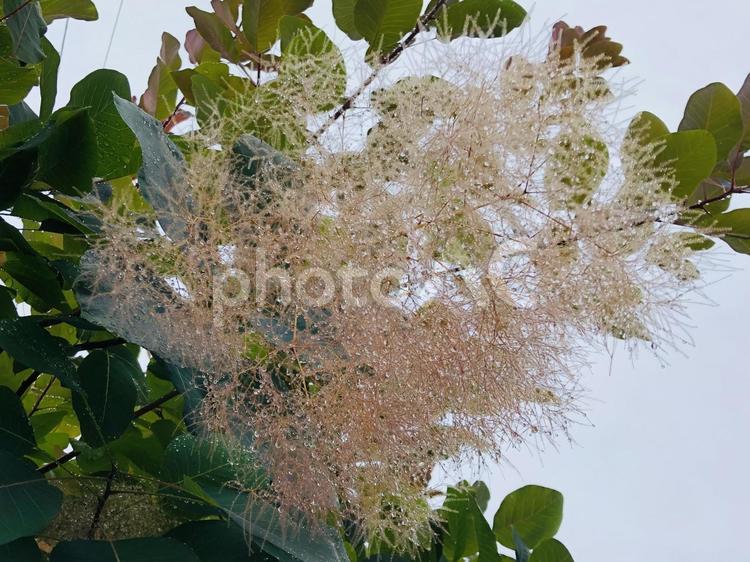 雨に濡れたスモークツリーの花 スモークツリー,花,植物の写真素材
