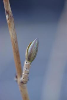 春が近づいてきているの写真