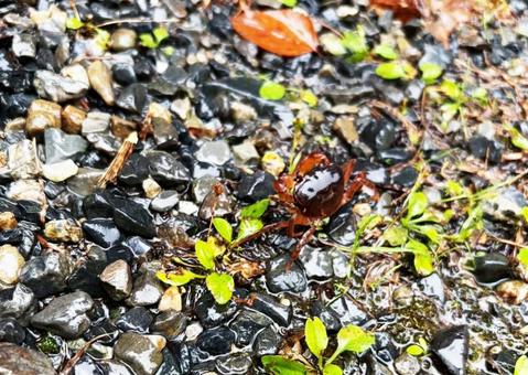 サワガニ サワガニ,カニ,蟹の写真素材