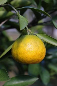 ミカン ミカン ミカン,みかん,蜜柑の写真素材