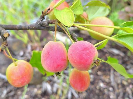 Photo, crab apple, dolgo, princess rinko, 