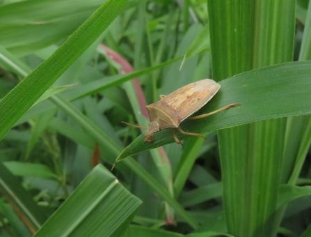 エビイロカメムシ エビイロカメムシ,カメムシ,イネ科の写真素材