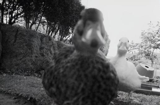 duck, JPG duck, JPG