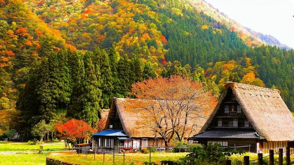 秋色に染まる世界遺産 五箇山菅沼合掌作り 合掌造り,五箇山,世界遺産の写真素材