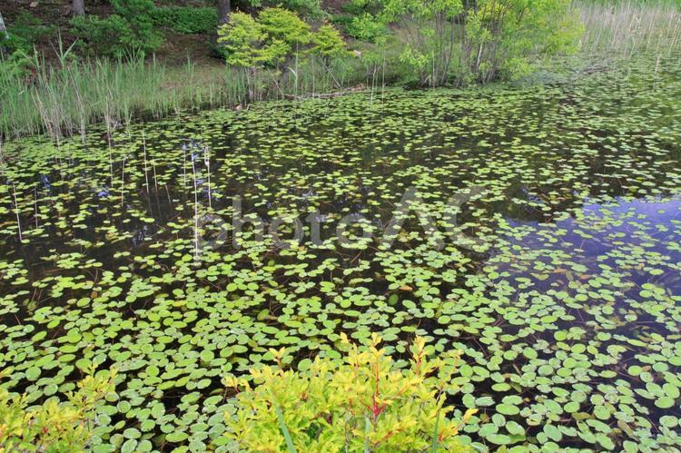 新緑の観音沼（福島下郷） 新緑,春,風景の写真素材