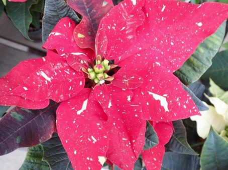花 ポインセチア,赤,クリスマスの写真素材