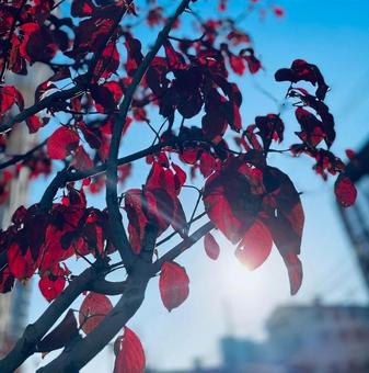赤と青 街中の紅葉 赤と青 街中の紅葉の写真
