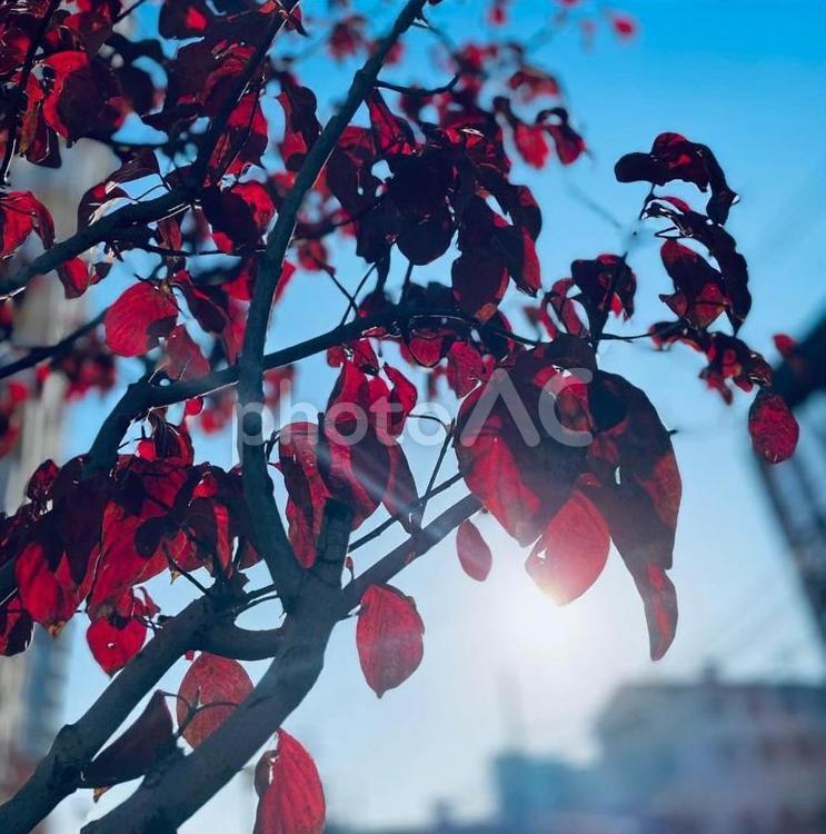 赤と青　街中の紅葉 秋,赤,自然の写真素材