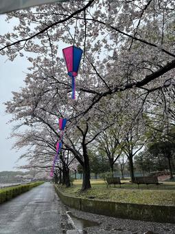 桜道 桜道の写真