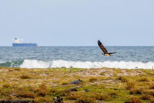 ミサゴ(126) 鳥,ミサゴ,ウオタカの写真素材