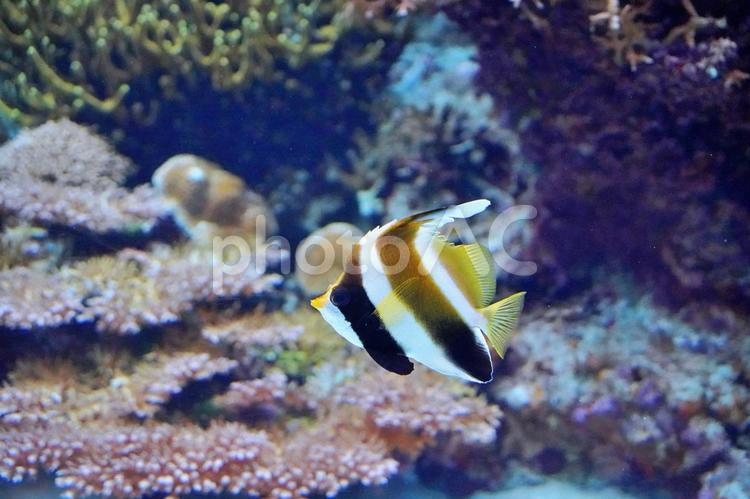 美しい熱帯魚、ハタタテダイ ハタタテダイ,熱帯魚,魚の写真素材