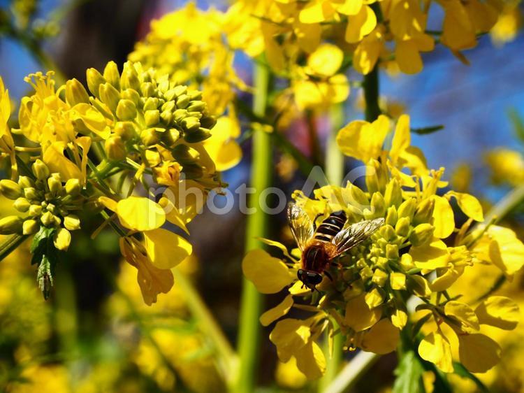 菜の花にとまるアブ 菜の花,黄色,イエローの写真素材
