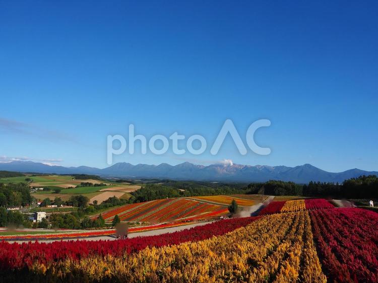 北海道　四季彩の丘 四季彩の丘,花畑,色鮮やかの写真素材