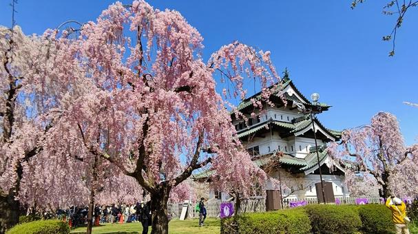 弘前城と桜 弘前城,弘前公園,さくらの写真素材