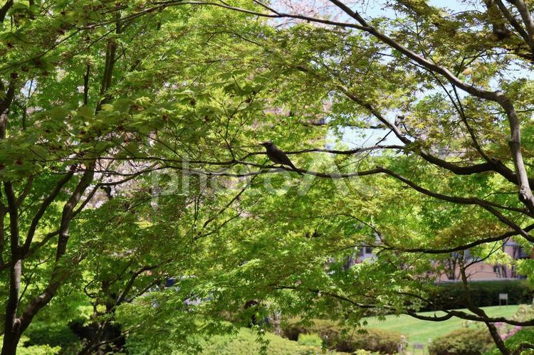 ４月上旬の東京六本木の庭園のヒヨドリ 背景,ヒヨドリ,野鳥の写真素材