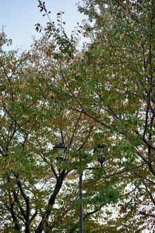 紅葉し始めた葉とレトロな街灯 樹木,紅葉,街灯の写真素材