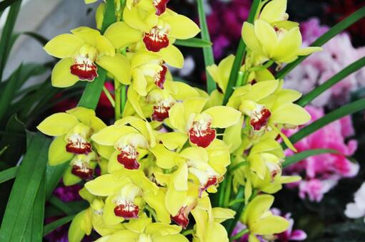 シンビジウム・ラン　咲く風景 美しい,鮮やか,冬の写真素材