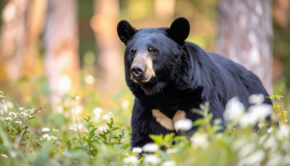 花畑に生息するツキノワグマ 花畑に生息するツキノワグマの写真