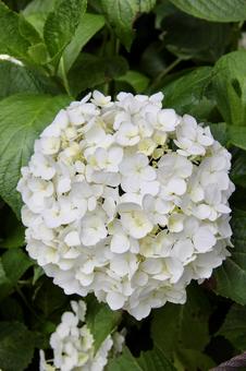 アジサイ アジサイ アジサイ,紫陽花,あじさいの写真素材