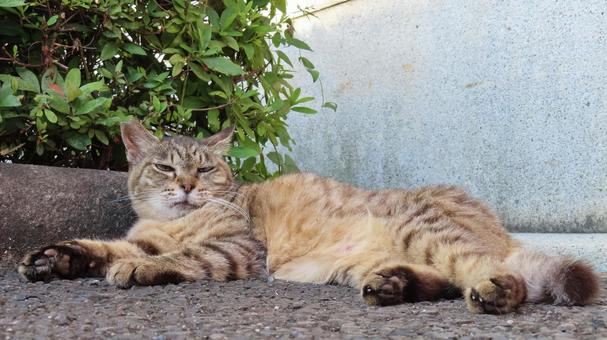 日陰で涼むカメラ目線のもふもふな猫様 日陰で涼むカメラ目線のもふもふな猫様の写真