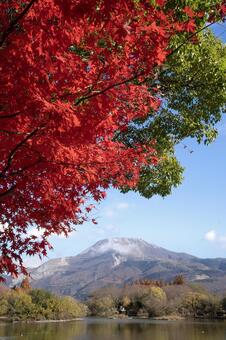 三島池の紅葉と伊吹山 三島池,紅葉,もみじの写真素材