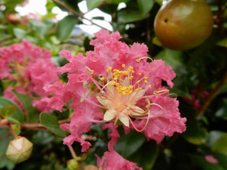 【花の写真】ピンクの百日紅の花 【花の写真】ピンクの百日紅の花の写真