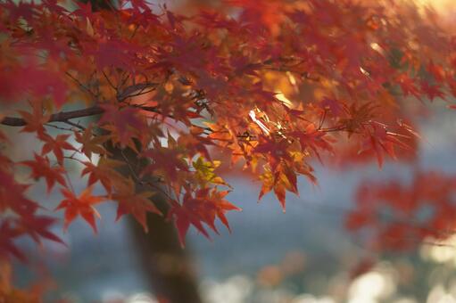 宇治川の紅葉 紅葉,宇治川,宇治の写真素材