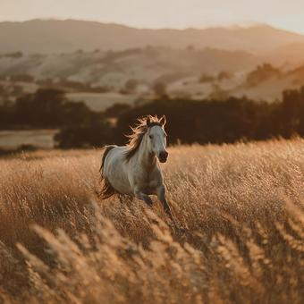広大な草原を疾走する力強い馬 広大な草原を疾走する力強い馬の写真