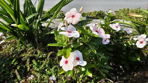 白の花 白の花の写真