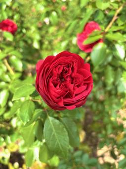 真紅の赤いバラ バラ,薔薇,赤の写真素材