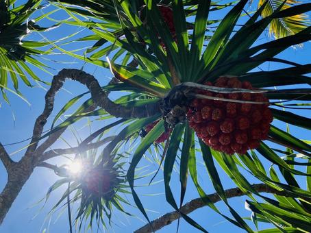 アダンの実と太陽 アダンの実と太陽 アダン,夏,青空の写真素材