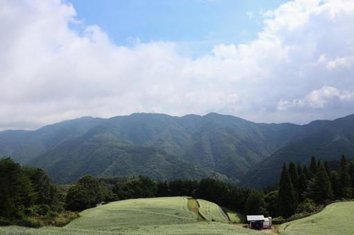９月下旬のまんのう町島ヶ峰の天空のソバ畑の写真
