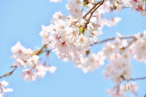 桜の花 桜の花の写真