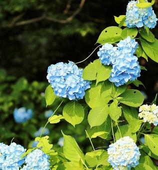 飯綱高原　紫陽花7 飯綱高原,紫陽花,自然の写真素材